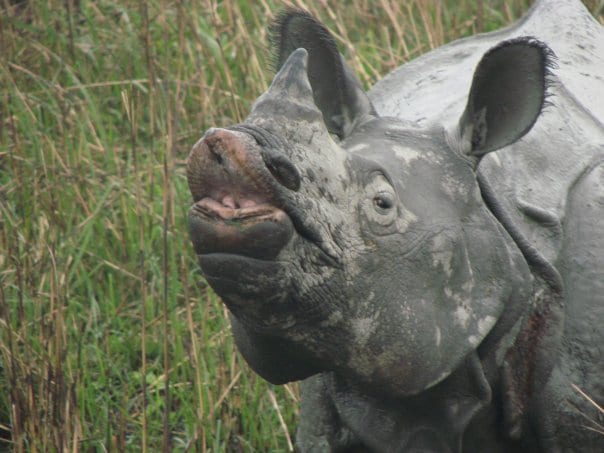 Mean Rhino