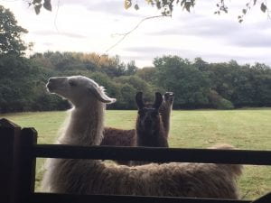 image of lamas in the fields around Chapelgarth Estate