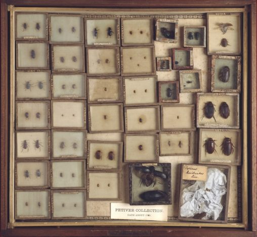 Case containing beetles from the Joseph Dandridge and Petiver collections