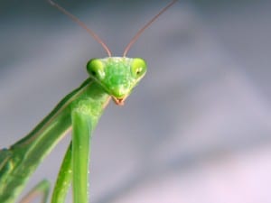 preying mantis (c) istockphoto pernter