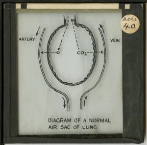 Air sac normal - Diagrammatic  MCR-LS-X.0508. UCL, Ethnography Collections