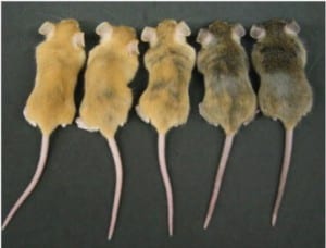 Mouse siblings of different coat colour