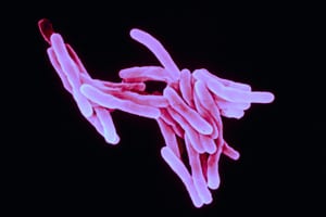 TB_bacteria