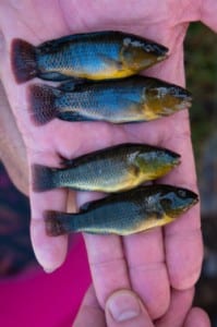 Cichlid fish. Image courtesy of  Dean Veall and Antonia Ford