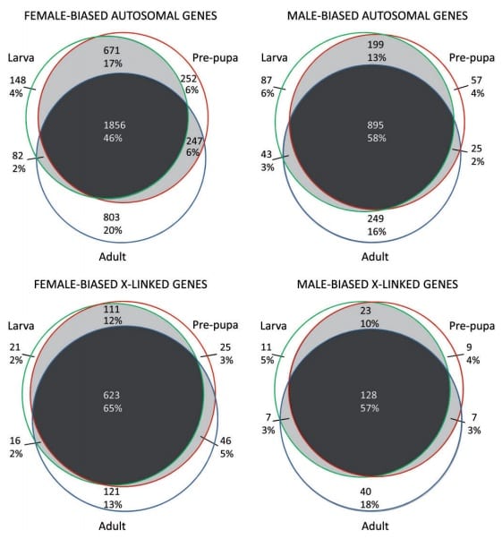 . Venn diagrams of the number and percentage of genes showing sex-biased gene expression in larvae, pre-pupae, and adults. Image from open access article.