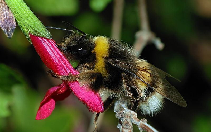 Bumblebee resting on a vivid pink flower