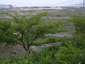 One of the first cherry trees to be planted as part of the Sakura Line programme. Behind the tree is where downtown Rikuzentakata used to be.  The local government is currently raising the ground level to 12m above sea level  before reconstructing the town.