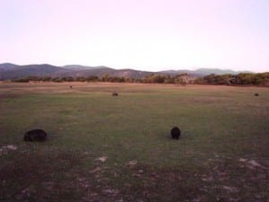 Herd of wombats at Narawntapu