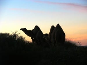 Feral camels