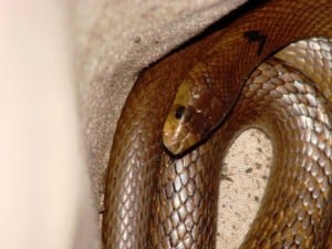 Identifying a western brown snake by photographing its head scales