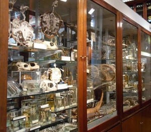 Grant Museum of Zoology and Comparative Anatomy: Reptile Case