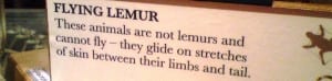 A label from the Grant Museum that says that flying lemures are not lemurs and cannot fly