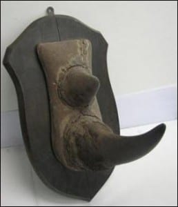 Antique rhino horn. Photograph by Save the Rhino