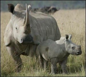 White rhino and young. Photograph by Renaud Fulconis