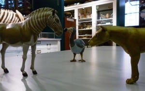 Image of the new models of Quagga, Dodo and Thylacine in the Grant Museum