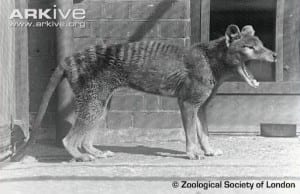 Thylacine at ZSL