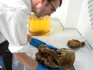 Removing the Huxley thylacine from its jar for research