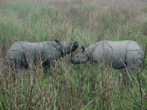 Two Indian one horned rhinos. Jack Ashby, 2008