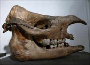 Skull of a Javan rhino