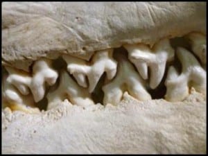 Hydrurga leptonyx dentition
