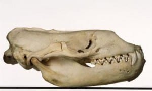 Hydrurga leptonyx skull at the Grant Museum of Zoology