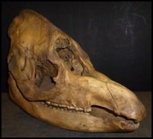 Tapir Skull, lateral-anterior-dorsal view