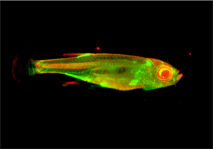 green and red tomography image of an adult zebrafish (Credit: Dr Paul Frankel, UCL Division of Medicine and Ark Therapeutics plc and Professor Paul French, Photonics Group, Physics Department, Imperial College London)