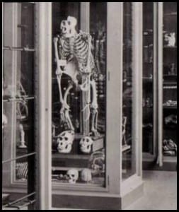 Male gorilla skeleton in the Grant Museum, taken in the 1880s