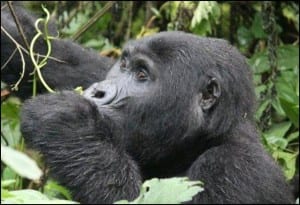 Kabukojo, the blackback gorilla of the Rusheguru group, in Bwindi Impenetrable Forest, Uganda. (C) E-L Nicholls