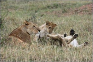 Female African lion with cubs. (C) E-L Nicholls