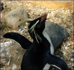 Rockhopper penguin. One of the seven species of crested penguin