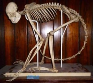 The mounted spider monkey skeleton at the Grant Museum of Zoology