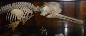 Ganges river dolphin skeleton