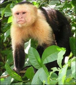 Cebus capucinus; white headed capuchin monkey in Costa Rica
