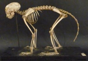 White headed capuchin skeleton
