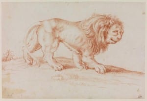 UCL Art Museum EDC 4766 Anonymous (Dutch, late 17th Century), Lion in a Landscape, late 17th century Red chalk on paper
