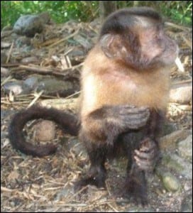 Lucia the brown capuchin monkey; Cebus apella