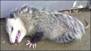 A Virginia opossum playing dead