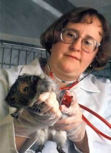 lab guinea pig