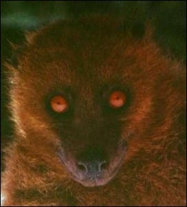 Male monkey-faced bat