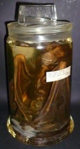 Monkey-faced bat (Pteralopex) at the Grant Museum of Zoology. LDUCZ-Z1598