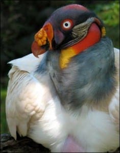 King vulture close-up, showing the bright colours of the head and neck skin