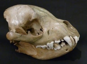 Spotted hyena skull at the Grant Museum of Zoology