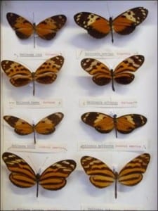 Nymphalidae butterflies