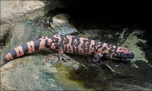 A gila monster taking a dip