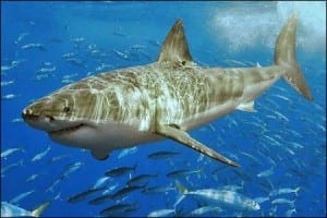 Great White Shark: Carcharodon carcharias