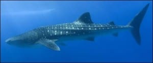 Whale Shark; Rhincodon typus