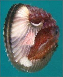 Live Argonauta showing female gripping the shell on the outside