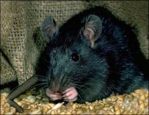 A black rat in the middle of lunch