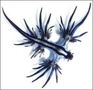 A blue sea slug